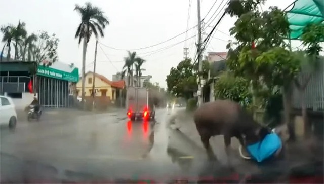 Trâu "điên" gây náo loạn đường phố, húc nhiều người- Ảnh 2.