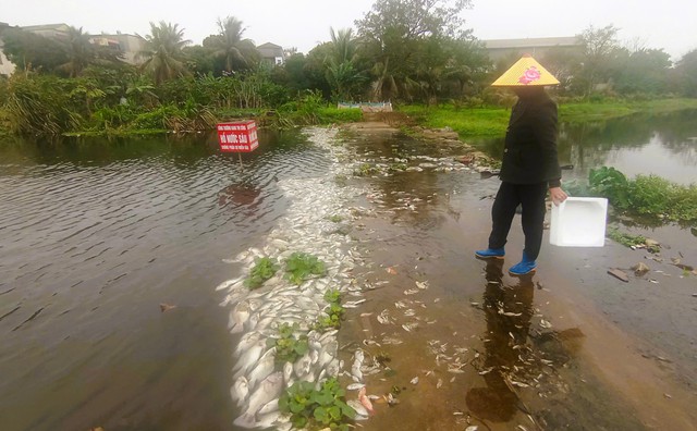 Cá chết trắng mặt suối ở Thanh Hóa- Ảnh 1.