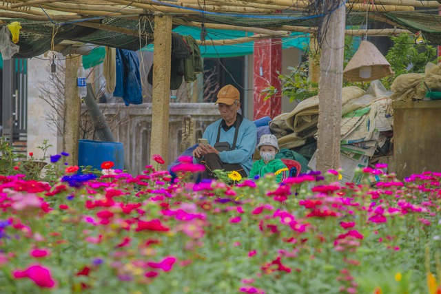 Cuộc thi viết "Tết thời số": Bức tranh xuân trên cánh đồng hoa Dương Nỗ- Ảnh 1.