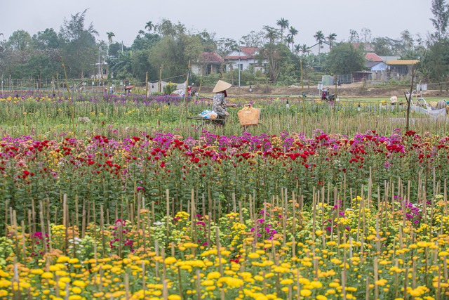 Cuộc thi viết "Tết thời số": Bức tranh xuân trên cánh đồng hoa Dương Nỗ- Ảnh 3.