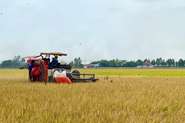 Agribank đẩy mạnh cho vay sản xuất, kinh doanh lúa gạo- Ảnh 2.