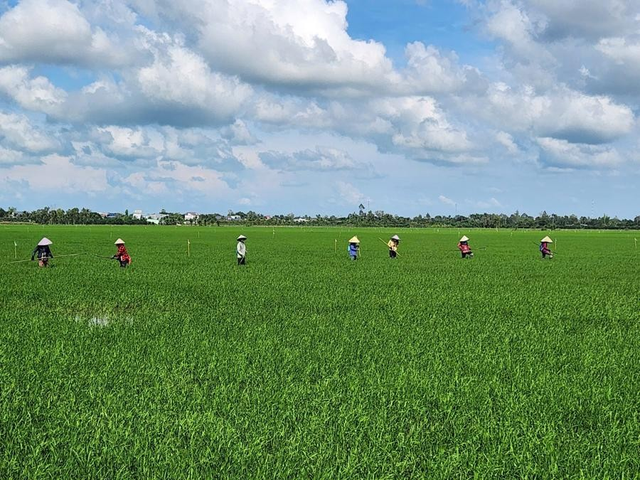 Đầu tư đối tác Công - Tư trong canh tác lúa- Ảnh 1.