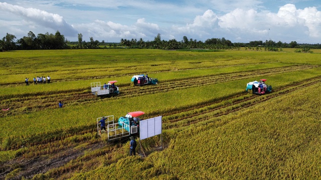 Bài học kinh nghiệm từ dự án GIC Việt Nam rất hữu ích cho việc triển khai Đề án 1 triệu ha lúa