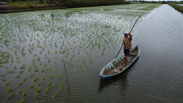 Nông dân Cà Mau “thảy mạ” thay vì cấy, giúp lúa vẫn phát triển tốt trong ruộng nhiễm mặn Ảnh: VÂN DU