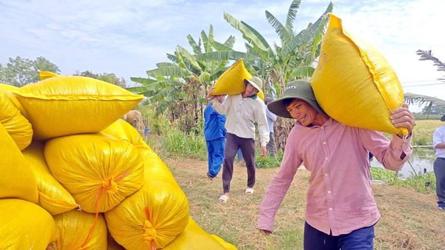 Thu hoạch lúa đông xuân tại HTX Tân Điền - Tiền Giang. Ảnh: NGỌC ÁNH