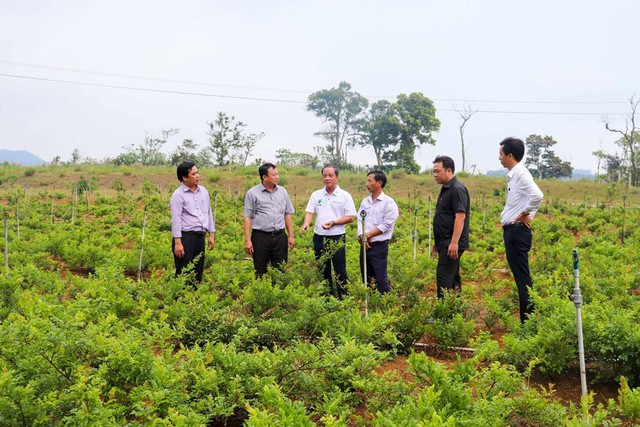 Vườn cây dược liệu của Bidiphar tại xã An Toàn, huyện An Lão, tỉnh Bình Định