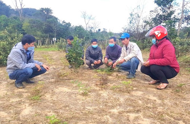 Người dân xã An Toàn được nhân viên kỹ thuật hướng dẫn quy trình trồng, chăm sóc cây chè dây