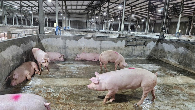 Giá heo hơi hôm nay 23-4: miền Bắc giảm, khu vực miền Nam tiếp tục tăng- Ảnh 1. Giá heo hơi hôm nay 23-4: miền Bắc giảm, khu vực miền Nam tiếp tục tăng- Ảnh 1.