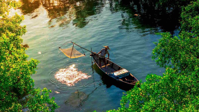 Hồi sinh những lá phổi xanh - Ảnh 2. Hồi sinh những lá phổi xanh - Ảnh 2.