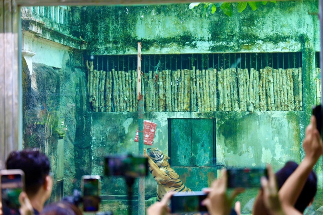 Sinh nhật hổ Bình – Dương ở Thảo Cầm Viên và lời chia tay "ông ngoại" Tây - Ảnh 10.
