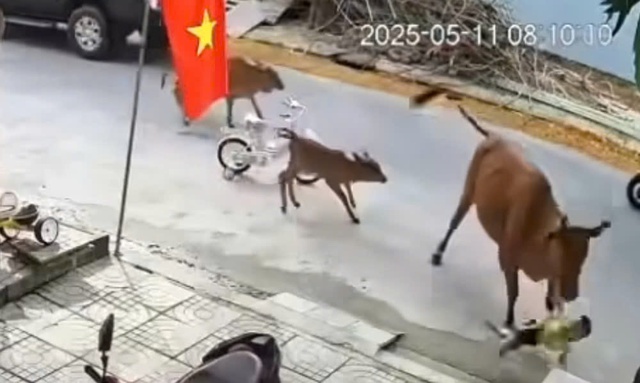Kinh hãi bò thả rông tấn công cháu bé ở Đà Nẵng- Ảnh 1. Kinh hãi bò thả rông tấn công cháu bé ở Đà Nẵng- Ảnh 1.