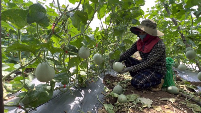 Đàn khỉ "manh động" dọa người truy đuổi, chính quyền đề nghị di dời- Ảnh 2. Đàn khỉ "manh động" dọa người truy đuổi, chính quyền đề nghị di dời- Ảnh 2.