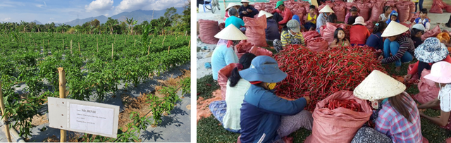 Tập đoàn CJ mở rộng vùng nguyên liệu ớt tại Ninh Thuận- Ảnh 1. Tập đoàn CJ mở rộng vùng nguyên liệu ớt tại Ninh Thuận- Ảnh 1.