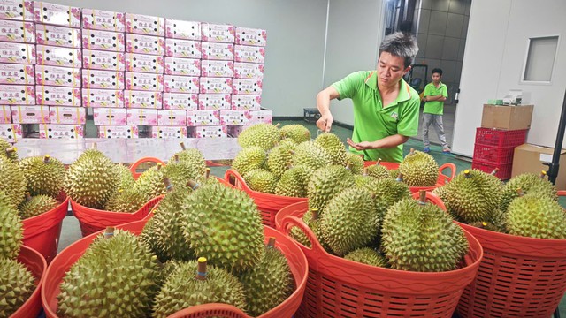 Lo xuất khẩu sầu riêng... hết thời - Ảnh 1. Lo xuất khẩu sầu riêng... hết thời - Ảnh 1.