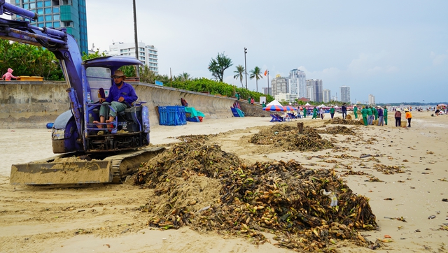 Lục bình "tấn công" Bãi Sau Vũng Tàu: Dọn mãi không xuể - Ảnh 4.