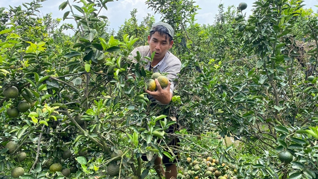 Tiềm ẩn rủi ro khi sản xuất theo phong trào - Ảnh 2. Tiềm ẩn rủi ro khi sản xuất theo phong trào - Ảnh 2.