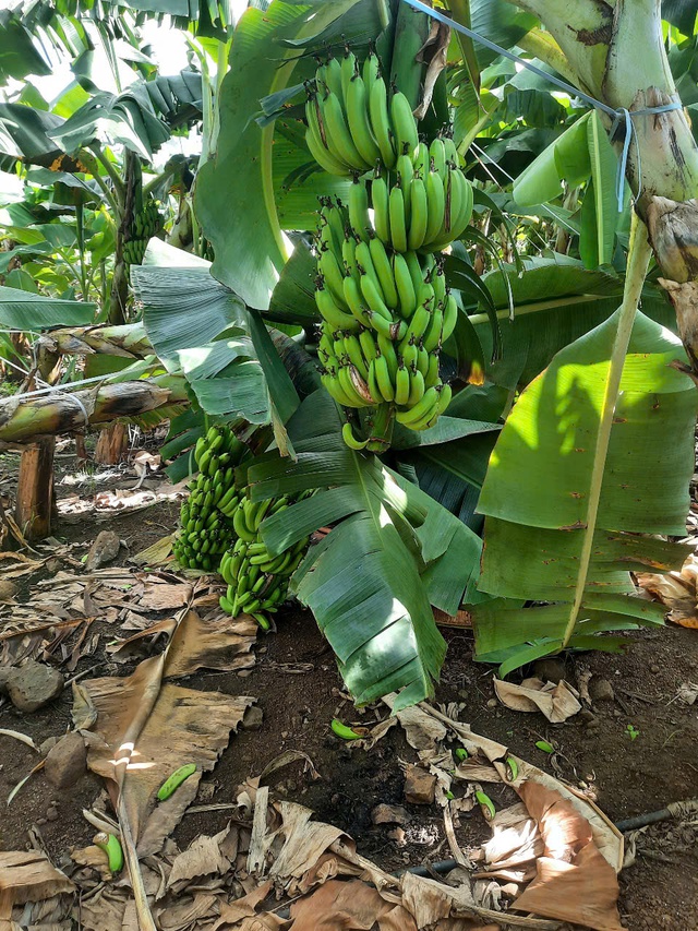 Xót xa cả ngàn buồng chuối xuất khẩu đang thu hoạch bị kẻ xấu chặt phá tại Đồng Nai - Ảnh 1.