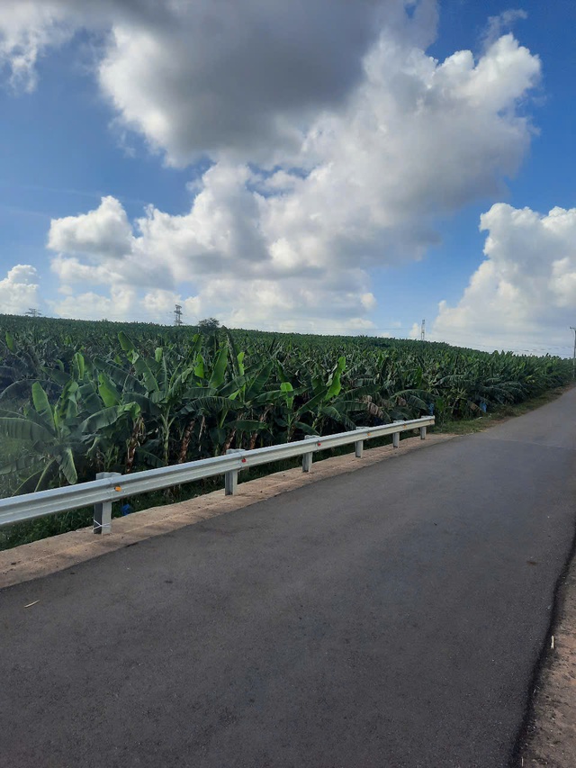 Xót xa cả ngàn buồng chuối xuất khẩu đang thu hoạch bị kẻ xấu chặt phá tại Đồng Nai - Ảnh 3.