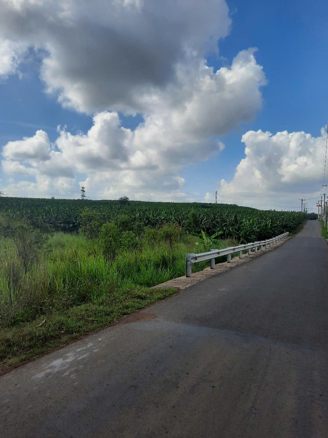 Xót xa cả ngàn buồng chuối xuất khẩu đang thu hoạch bị kẻ xấu chặt phá tại Đồng Nai - Ảnh 6.