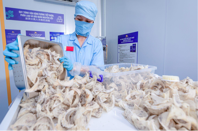 Tổ yến của Việt Nam xuất chính ngạch sang Trung Quốc thu về hơn 1 triệu USD/tấn- Ảnh 1. Tổ yến của Việt Nam xuất chính ngạch sang Trung Quốc thu về hơn 1 triệu USD/tấn- Ảnh 1.