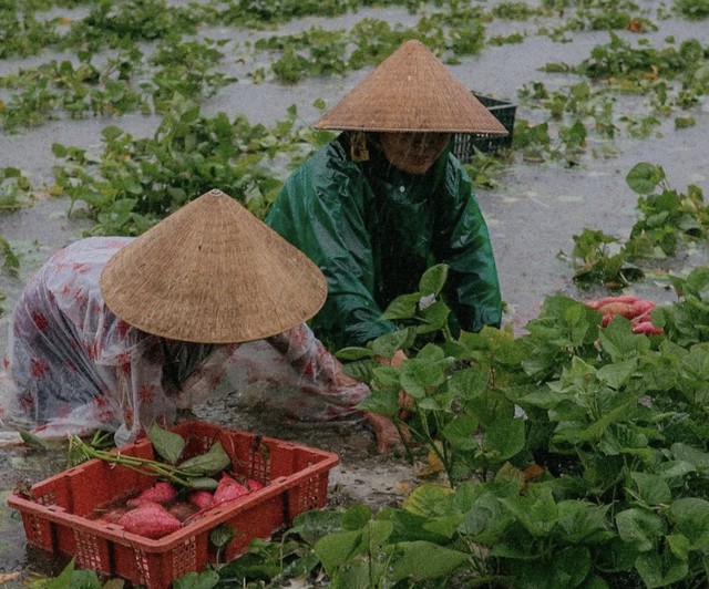 Bão số 1 gây mưa kỷ lục ở Quảng Nam, 16.700 ha lúa, hoa màu ngập nặng - Ảnh 2.