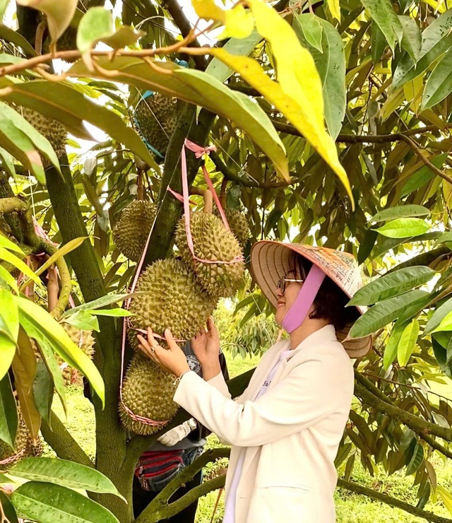 HAGL tuyển gấp 100 kỹ thuật viên sầu riêng với nhiều đãi ngộ hấp dẫn- Ảnh 2. HAGL tuyển gấp 100 kỹ thuật viên sầu riêng với nhiều đãi ngộ hấp dẫn- Ảnh 2.