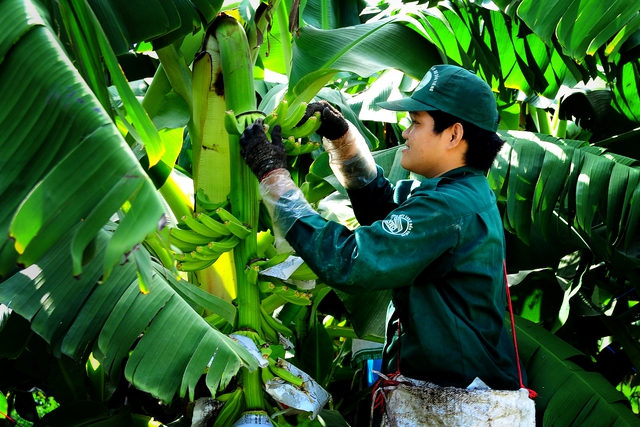 VRG và mục tiêu tăng trưởng 2 con số- Ảnh 7. VRG và mục tiêu tăng trưởng 2 con số- Ảnh 7.