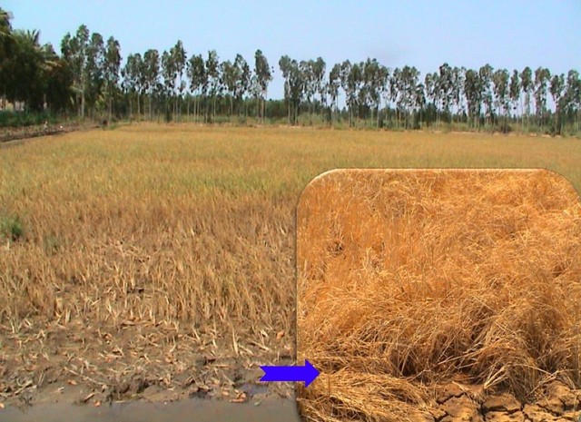 Cải thiện sức khỏe của đất trong điều kiện nắng nóng, hạn mặn và phèn đầu vụ hè thu- Ảnh 1.