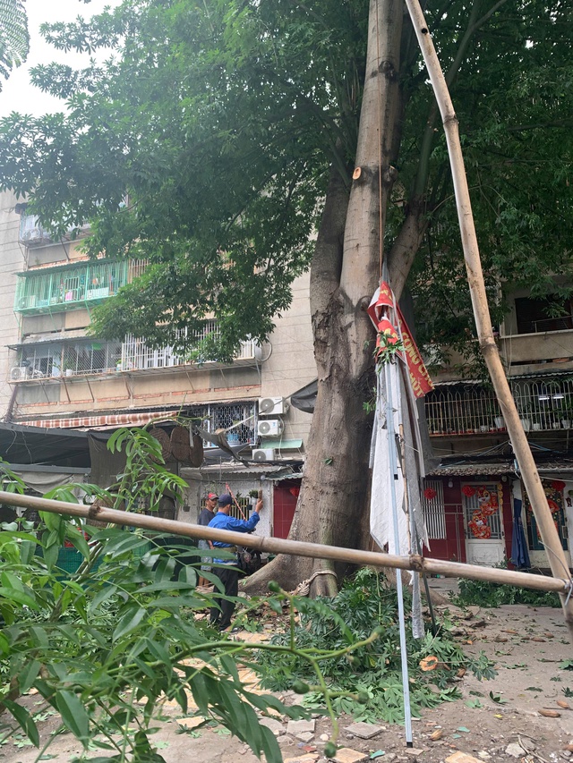 Đốn cây xanh bật rễ chực chờ ngã xuống nhà chục hộ dân ở TP HCM- Ảnh 3. Đốn cây xanh bật rễ chực chờ ngã xuống nhà chục hộ dân ở TP HCM- Ảnh 3.