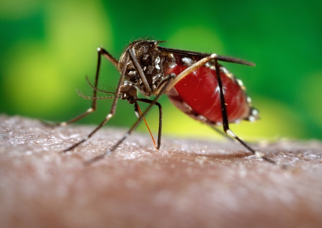 Muỗi truyền bệnh chikungunya lan rộng, Việt Nam có nguy cơ?