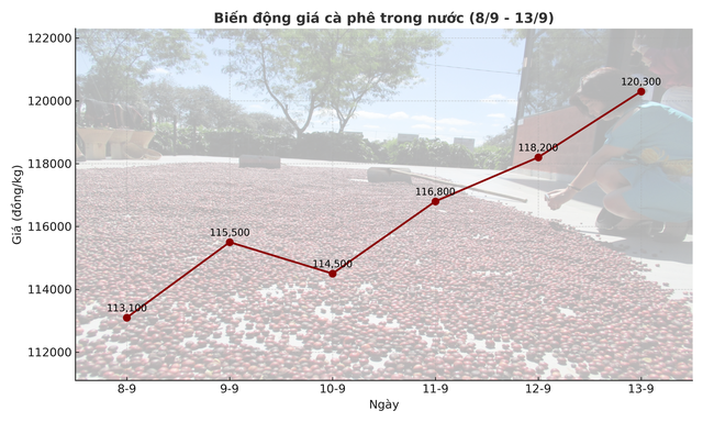 Giá cà phê hôm nay 14-9: Chốt tuần tăng, nhà vườn xả kho chuẩn bị vụ mới- Ảnh 2.