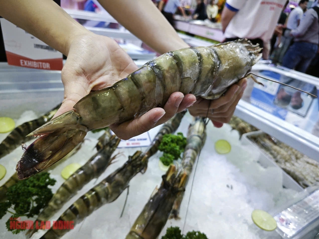 Trung Quốc trở thành thị trường nhập khẩu tôm số 1 của Việt Nam, vượt cả Mỹ - Ảnh 2. Trung Quốc trở thành thị trường nhập khẩu tôm số 1 của Việt Nam, vượt cả Mỹ - Ảnh 2.