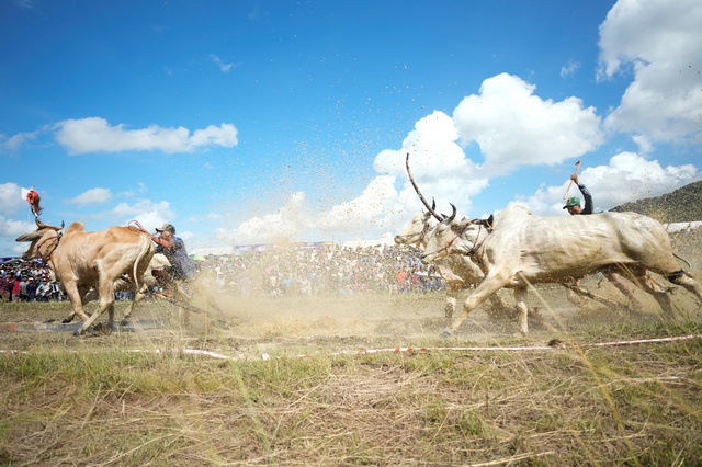 Bình Điền – Tự hào đồng hành cùng di sản văn hóa Đua bò Bảy Núi- Ảnh 4.