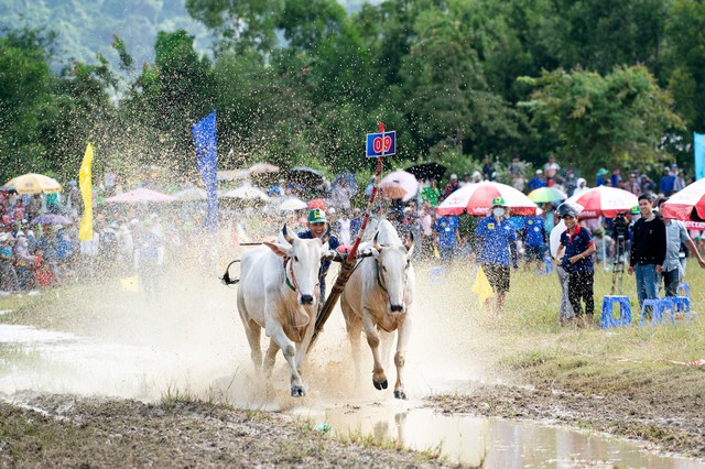 Bình Điền – Tự hào đồng hành cùng di sản văn hóa Đua bò Bảy Núi- Ảnh 5.