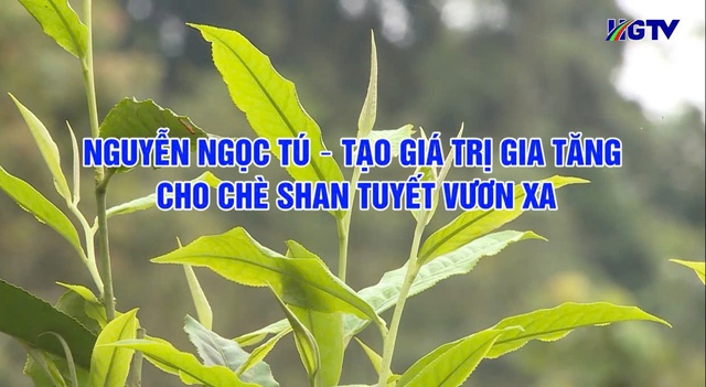 Trà Bancha Vân Phụng: Dòng trà tinh tế giữ trọn vẹn tinh hoa đất trời- Ảnh 1. Trà Bancha Vân Phụng: Dòng trà tinh tế giữ trọn vẹn tinh hoa đất trời- Ảnh 1.