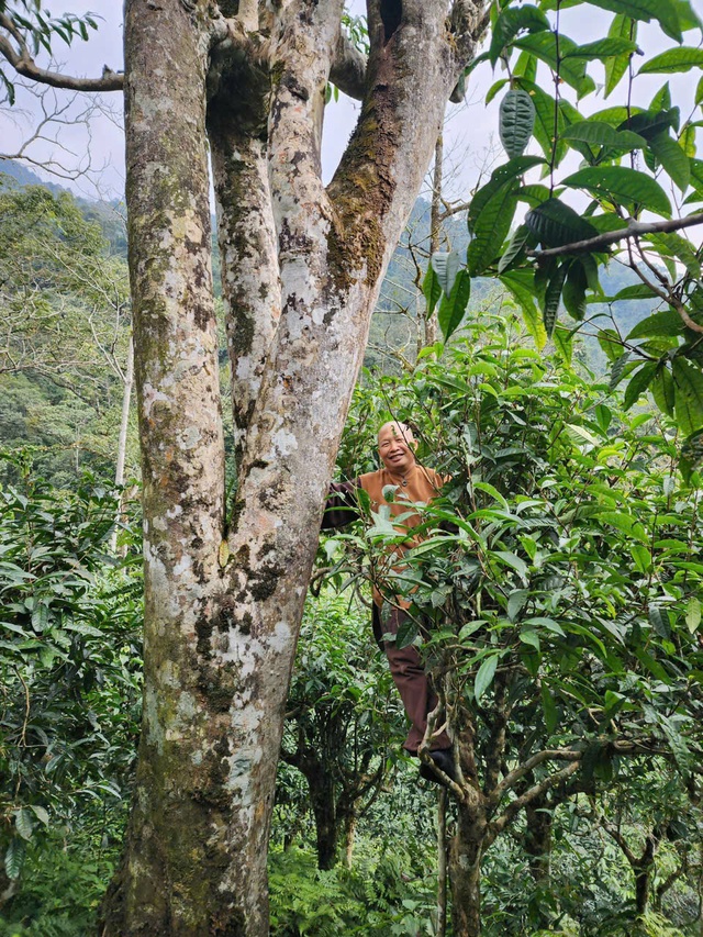 Trà Bancha Vân Phụng: Dòng trà tinh tế giữ trọn vẹn tinh hoa đất trời- Ảnh 2. Trà Bancha Vân Phụng: Dòng trà tinh tế giữ trọn vẹn tinh hoa đất trời- Ảnh 2.