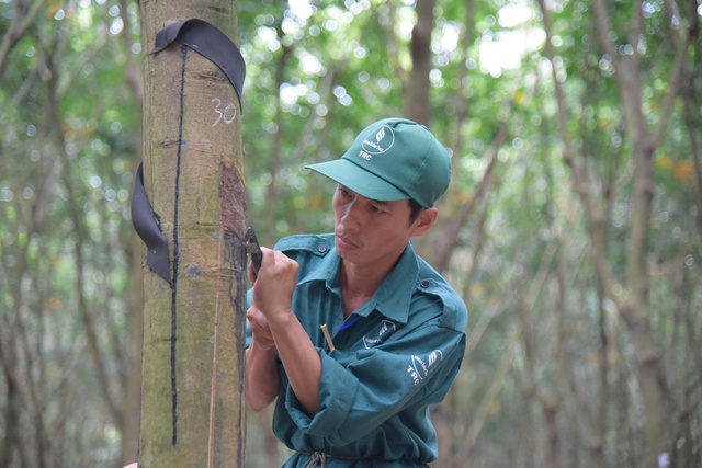 VRG tiên phong chứng nhận cao su phát thải thấp và đáp ứng EUDR - Ảnh 2. VRG tiên phong chứng nhận cao su phát thải thấp và đáp ứng EUDR - Ảnh 2.