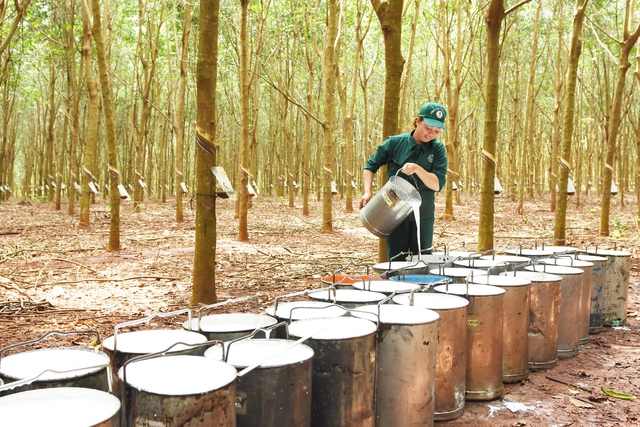 VRG tiên phong chứng nhận cao su phát thải thấp và đáp ứng EUDR - Ảnh 3. VRG tiên phong chứng nhận cao su phát thải thấp và đáp ứng EUDR - Ảnh 3.