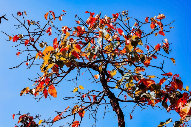 Mê mẩn với rừng khộp lớn nhất Việt Nam vào mùa thay lá - Ảnh 9.