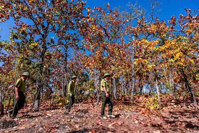 Mê mẩn với rừng khộp lớn nhất Việt Nam vào mùa thay lá - Ảnh 3.