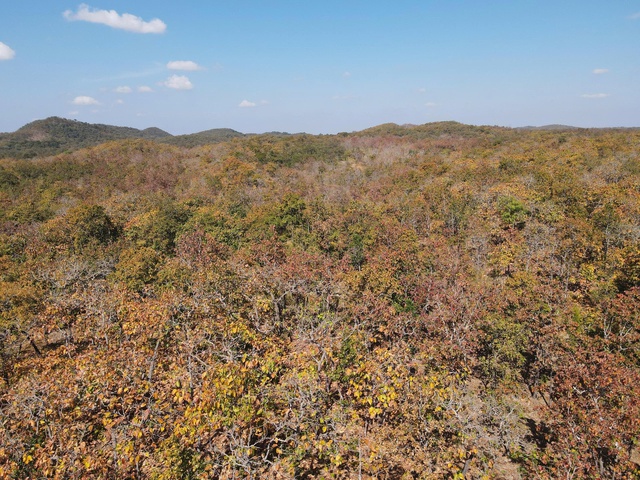 Mê mẩn với rừng khộp lớn nhất Việt Nam vào mùa thay lá - Ảnh 5.