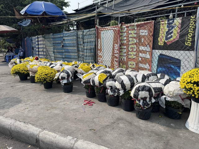 Cúc mâm xôi Tết 2023: Giá cả và sự đa dạng tại TP HCM - Ảnh 4. Cúc mâm xôi Tết 2023: Giá cả và sự đa dạng tại TP HCM - Ảnh 4.