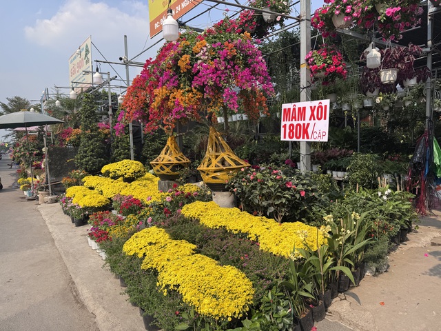 Cúc mâm xôi Tết 2023: Giá cả và sự đa dạng tại TP HCM - Ảnh 1. Cúc mâm xôi Tết 2023: Giá cả và sự đa dạng tại TP HCM - Ảnh 1.