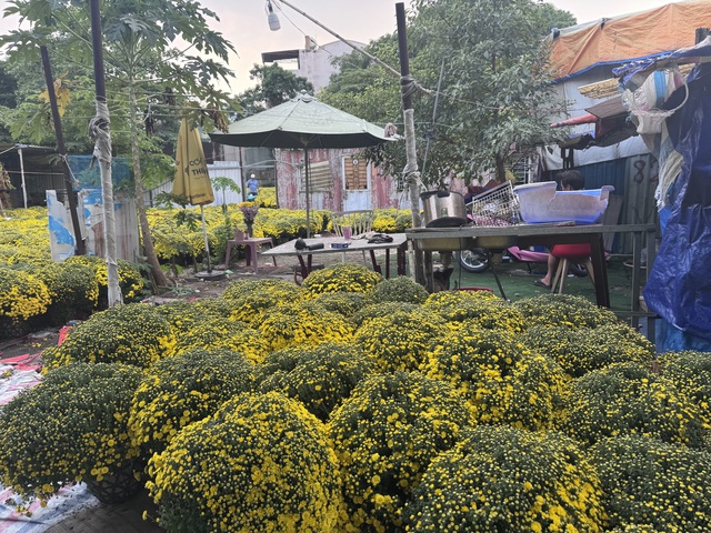 Cúc mâm xôi Tết 2023: Giá cả và sự đa dạng tại TP HCM - Ảnh 6. Cúc mâm xôi Tết 2023: Giá cả và sự đa dạng tại TP HCM - Ảnh 6.