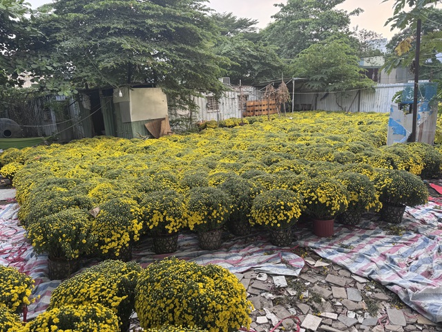 Cúc mâm xôi Tết 2023: Giá cả và sự đa dạng tại TP HCM - Ảnh 7. Cúc mâm xôi Tết 2023: Giá cả và sự đa dạng tại TP HCM - Ảnh 7.