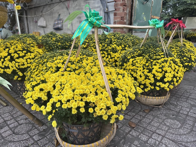 Cúc mâm xôi Tết 2023: Giá cả và sự đa dạng tại TP HCM - Ảnh 10. Cúc mâm xôi Tết 2023: Giá cả và sự đa dạng tại TP HCM - Ảnh 10.