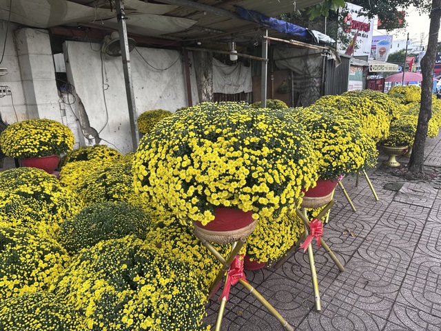 Cúc mâm xôi Tết 2023: Giá cả và sự đa dạng tại TP HCM - Ảnh 9. Cúc mâm xôi Tết 2023: Giá cả và sự đa dạng tại TP HCM - Ảnh 9.