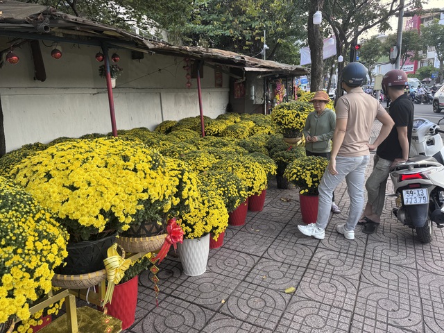 Cúc mâm xôi Tết 2023: Giá cả và sự đa dạng tại TP HCM - Ảnh 2. Cúc mâm xôi Tết 2023: Giá cả và sự đa dạng tại TP HCM - Ảnh 2.