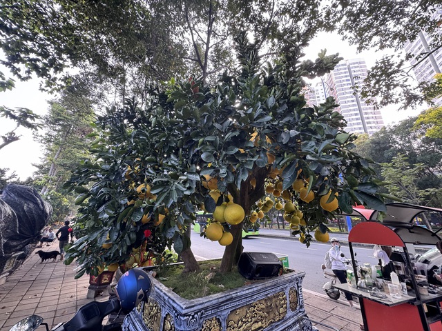 Đ&atilde; mắt với cặp bưởi diễn gần 400 tr&aacute;i - Ảnh 2.