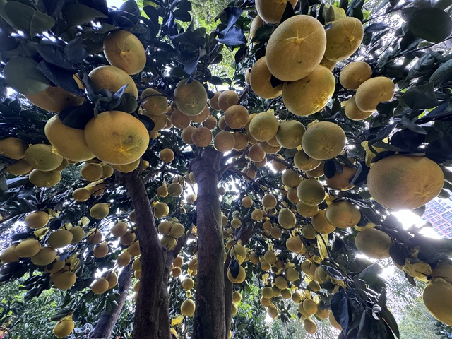 Đ&atilde; mắt với cặp bưởi diễn gần 400 tr&aacute;i - Ảnh 4.